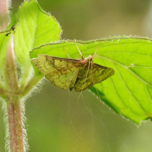 Réf. 305 291 : Anania verbascalis